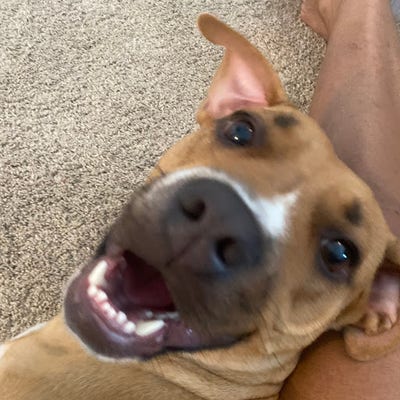 Room wanted in Jacksonville Main Photo