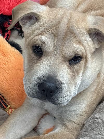 Room wanted in Schertz, TX Main Photo