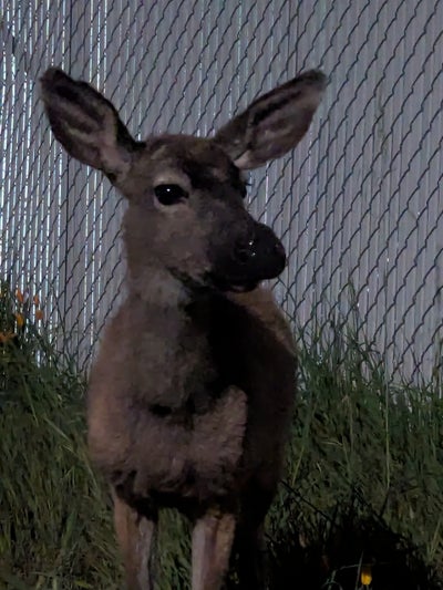 Room wanted in Allen, TX Main Photo