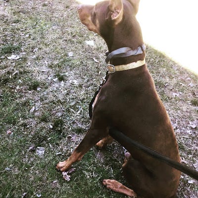 Room wanted in Williamsburg City, VA Main Photo