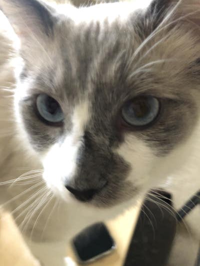 Room wanted in San Francisco, CA Main Photo