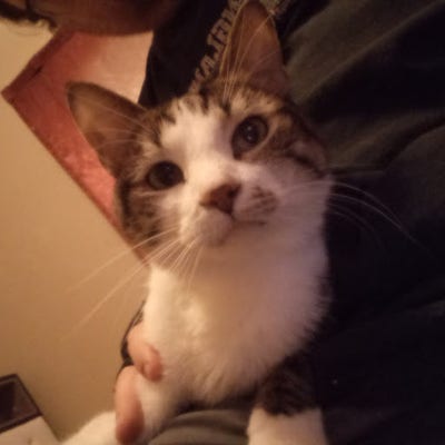 Room wanted in Conroe, TX Main Photo