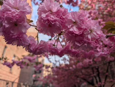 Room wanted in NYC Main Photo