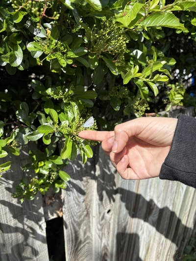 Room wanted in NYC Main Photo