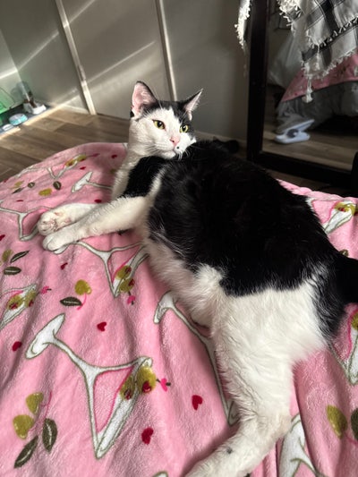 Room near GCU and I-17 Main Photo