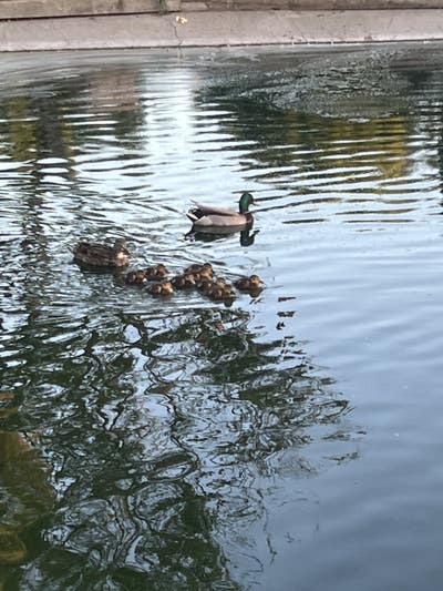 Room wanted in Escondido, CA Main Photo