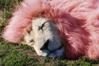 Room wanted in NYC Main Photo