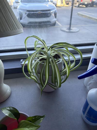 Room wanted in Chandler, AZ Main Photo