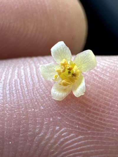 Room wanted in San Diego Main Photo