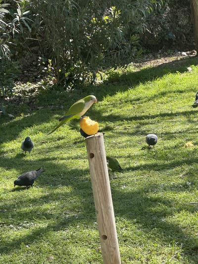 Room wanted in NYC Main Photo