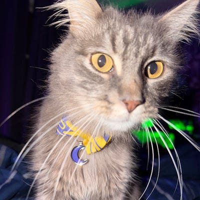 Room wanted in Woodside, Queens, NY Main Photo