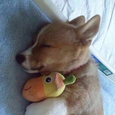 Room wanted in New York Main Photo