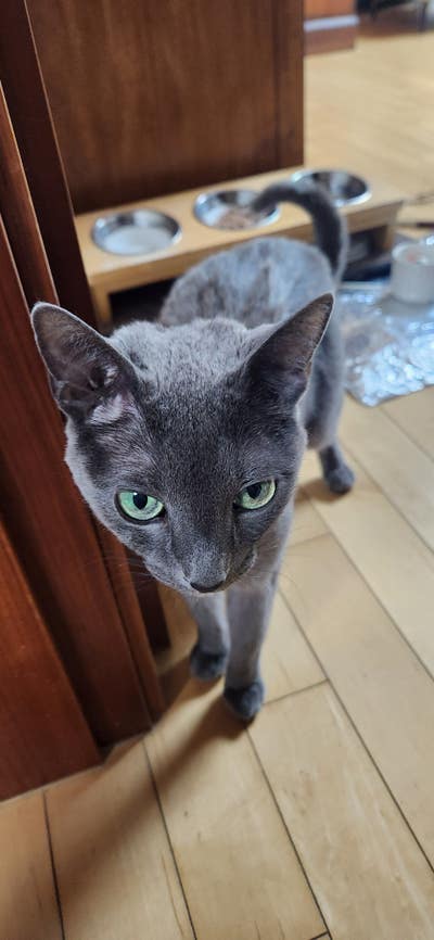 Room wanted in Manhattan, NY Main Photo