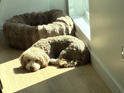 Reliable tenant looking for a room in LA now Main Photo