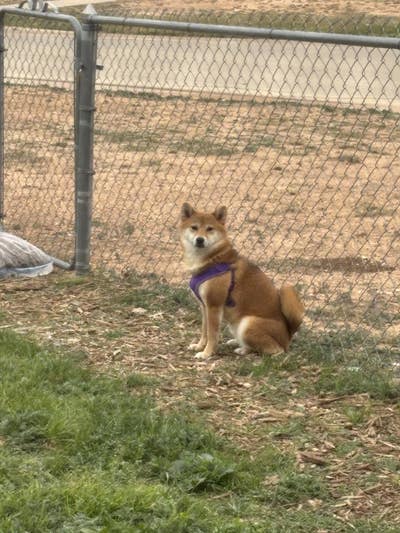 Room wanted in Presidio, San Francisco, CA Main Photo