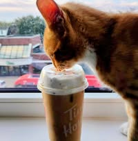 Room wanted in Hillside ave Main Photo