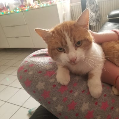 Room wanted in Farmers Branch, Dallas County, TX Main Photo