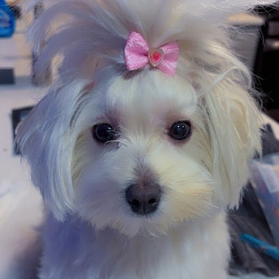 Room wanted in Pompano Beach, FL Main Photo