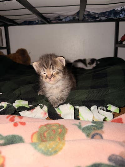 Student looking for a room in Orange CA now Main Photo