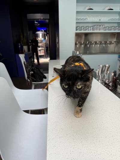 Room wanted in Bushwick, Brooklyn, NY Main Photo