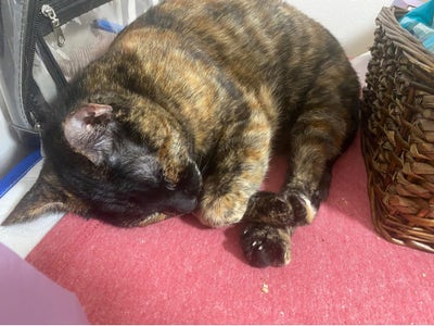 Room wanted in Katy, TX Main Photo