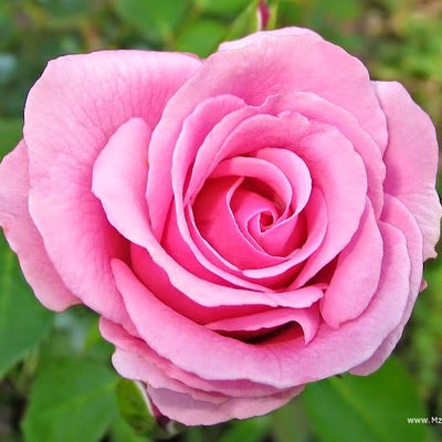 Room wanted in Houston Main Photo