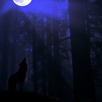 Room wanted in Plymouth, North Carolina Main Photo