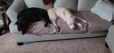 Room wanted in Chicago, IL Main Photo