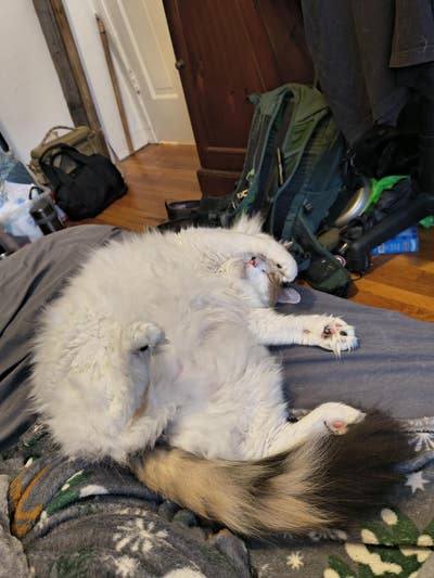 Room wanted in San Diego Main Photo