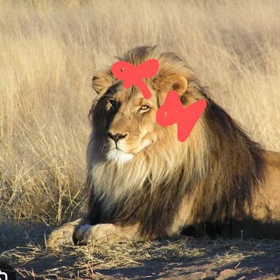 Room wanted in Purchase, NY Main Photo