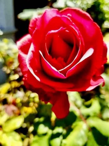 Private Room In Gorgeous Craftsaman hOme Main Photo