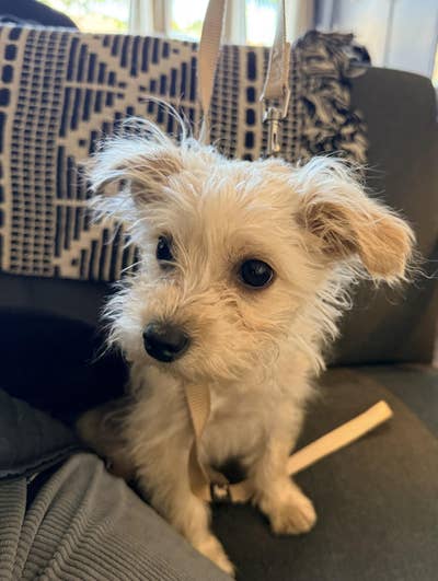 Room wanted in San Diego 92111 Main Photo