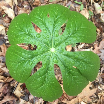 Room wanted in Denver Main Photo