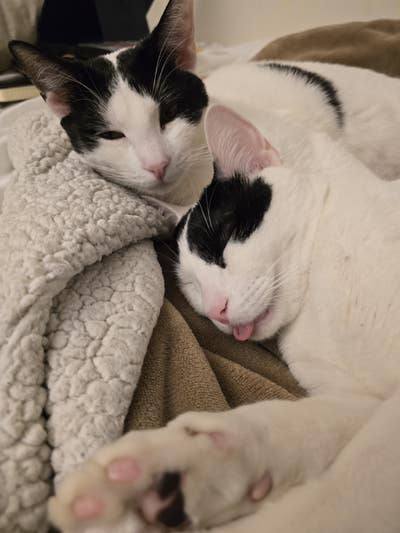 31 year old female looking for room in Cypress Main Photo