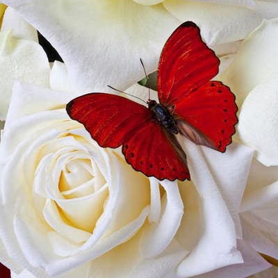 Room wanted in Westchester County, NY Main Photo