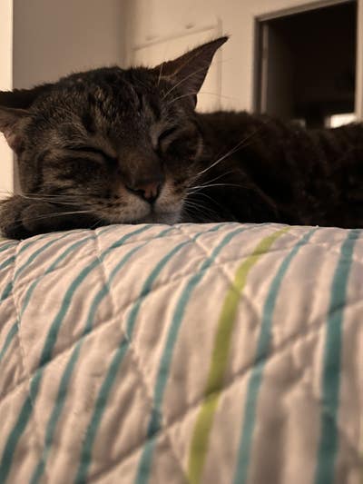 I am 51 seeking a room for ke and my sweet cat Main Photo