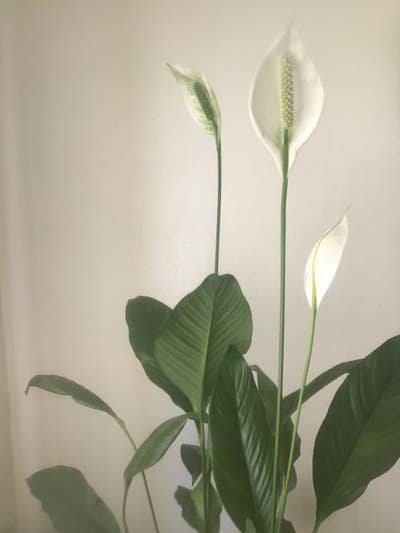 Room wanted in Sugar Land, TX Main Photo