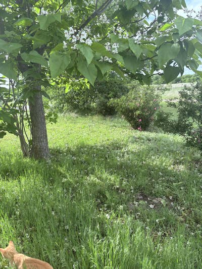 Room wanted in Wise County, TX Main Photo