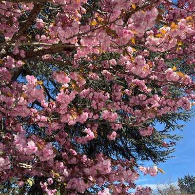 Room wanted in Federal Way, WA Main Photo
