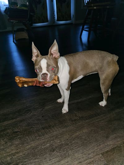 Need a Safe, PetFriendly Place for Me and My Puppy Main Photo