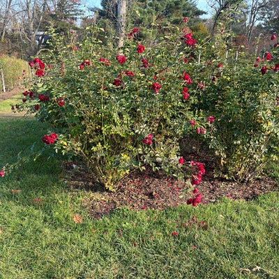Room wanted in Milford, CT Main Photo