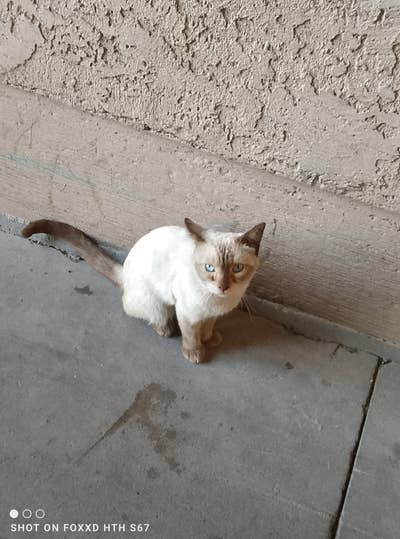 Room wanted in Phoenix, AZ Main Photo