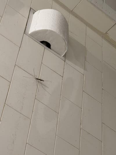 Room wanted in NYC Main Photo