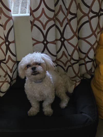 Room wanted in Brooklyn, NY Main Photo