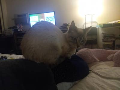 Room wanted in Purchase, NY Main Photo
