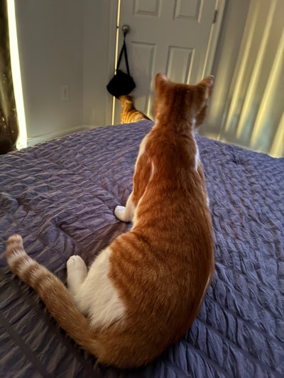 Room wanted in Chambersburg, Franklin County, PA Main Photo