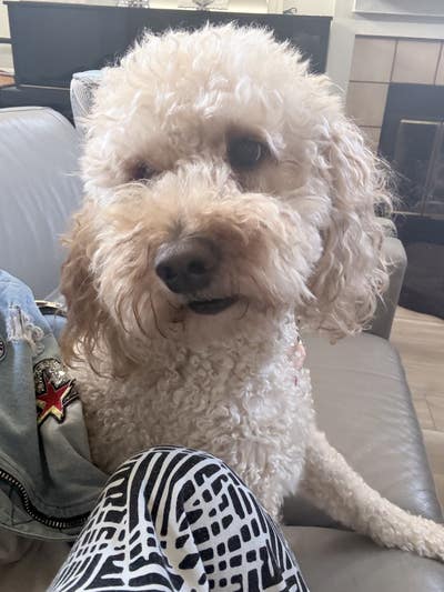Room wanted in Laguna Niguel, CA Main Photo