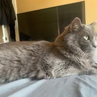 Room wanted in Bayside, Queens, NY Main Photo