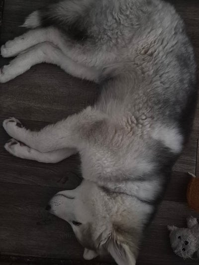Room wanted in Goodyear, AZ Main Photo