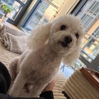 Room wanted in Westwood, Los Angeles, CA Main Photo